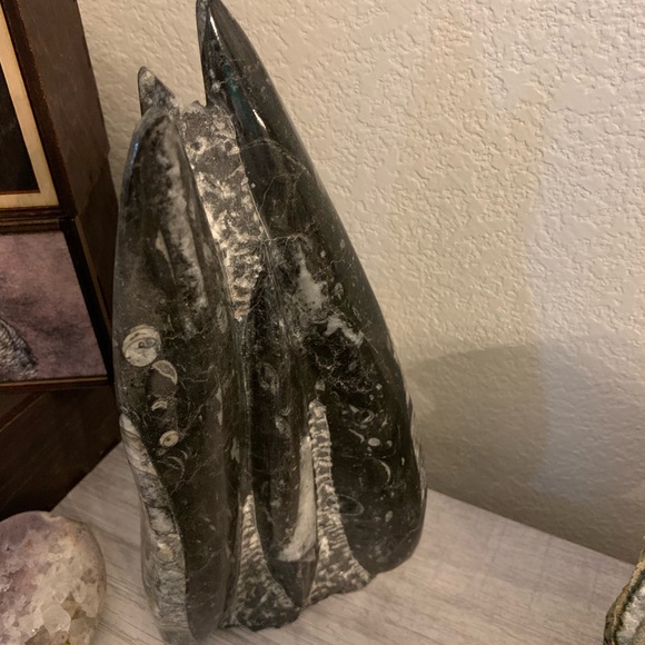 Orthoceras fossil sculpture from Morocco. 5.15lbs - Picture 3 of 6